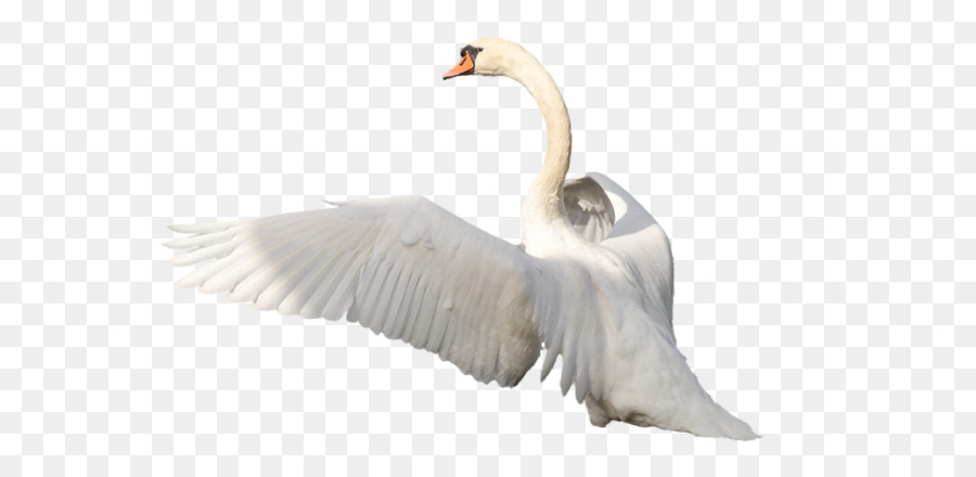 Swan Clip art - Swan PNG png download - 960*639 - Free Transparent Bird png Download.