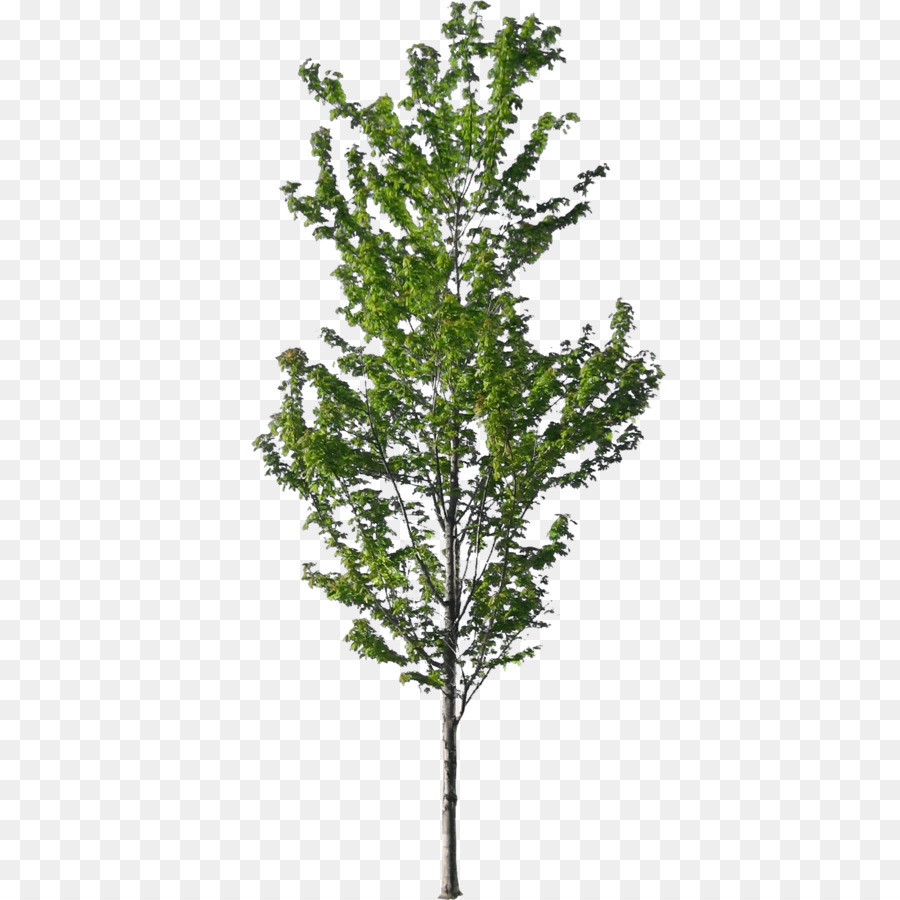 American sycamore Tree Norway spruce Architecture - tree png download - 1600*1600 - Free Transparent American Sycamore png Download.