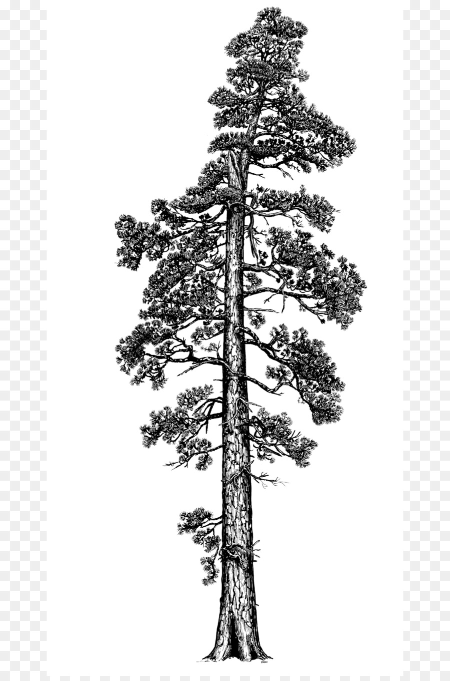 tall pine tree silhouette clip art