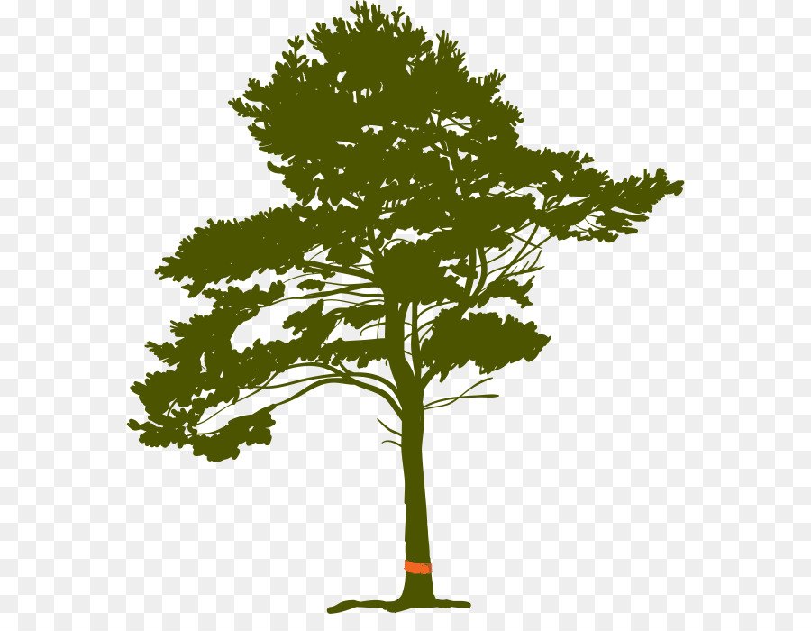 Pine Tree Root - tree png download - 620*681 - Free Transparent Pine png Download.
