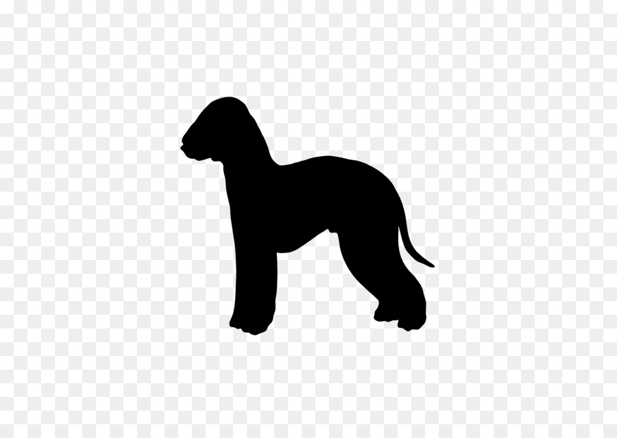 Italian Greyhound Dog breed Bedlington Terrier Airedale Terrier Border Terrier - puppy png download - 640*640 - Free Transparent Italian Greyhound png Download.