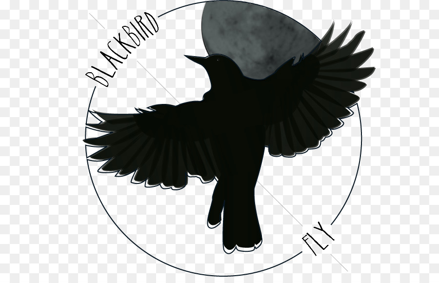 Blackbird Art Drawing Northern Flicker The Beatles - others png download - 640*568 - Free Transparent Blackbird png Download.