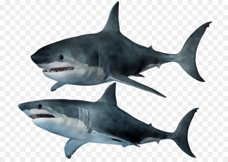 Great white shark Tiger shark Requiem sharks Squaliform sharks -  png download - 1218*861 - Free Transparent Great White Shark png Download.
