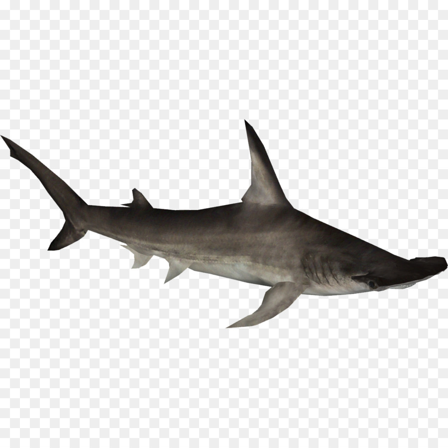 Tiger shark Hammerhead shark Great hammerhead Squaliform sharks - hammerheadsharkhd png download - 1282*1282 - Free Transparent Tiger Shark png Download.