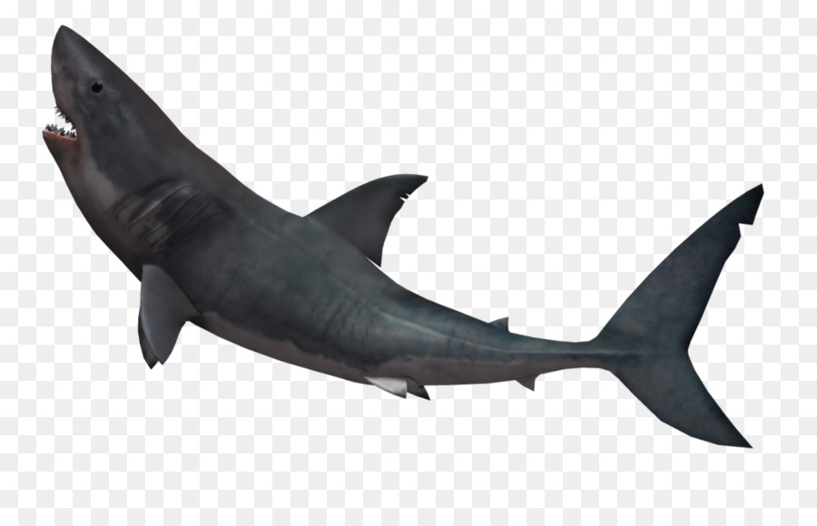 Great white shark Shark attack Tiger shark - Shark Png png download - 1024*639 - Free Transparent Shark png Download.