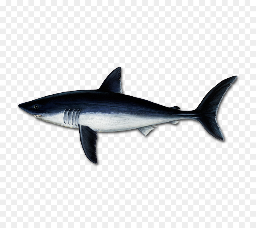 Great white shark Tiger shark Mackerel Sharks Porbeagle Squaliform sharks - facebook lik png download - 800*800 - Free Transparent Great White Shark png Download.