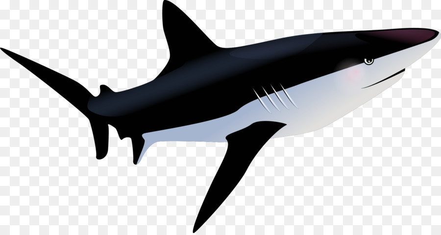 Tiger shark Fish - shark png download - 1920*1015 - Free Transparent Shark png Download.
