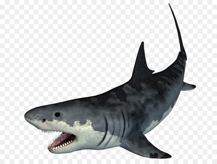 Tiger shark - shark png download - 2500*1875 - Free Transparent Shark png Download.
