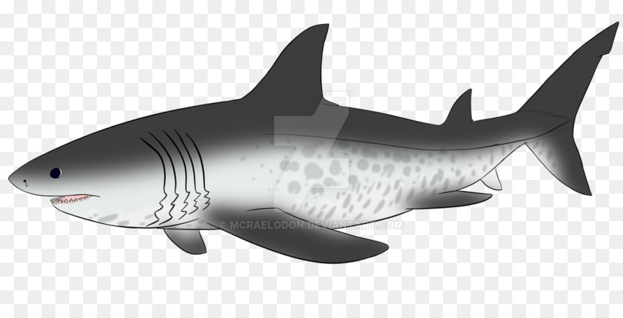 Tiger shark Megalodon Drawing Image - shark png download - 1280*626 - Free Transparent Tiger Shark png Download.