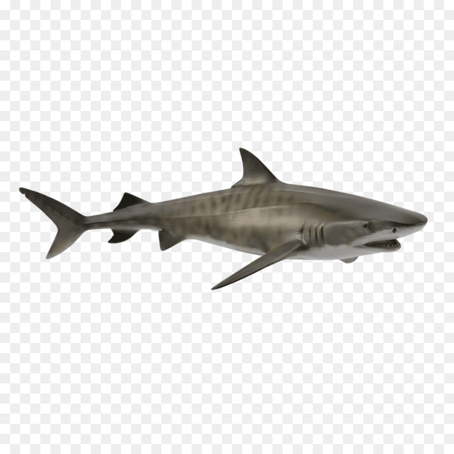 Tiger shark Hammerhead shark Great white shark Shark attack - tiger png download - 1024*1024 - Free Transparent Tiger png Download.
