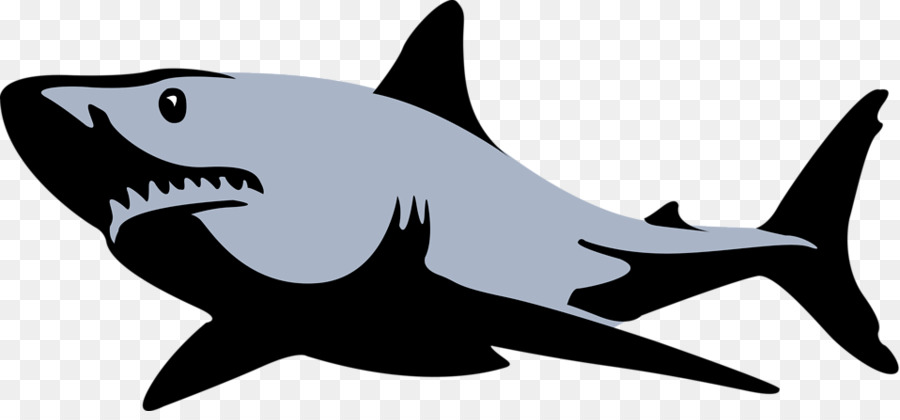 Great white shark Bull shark Tiger shark Clip art - Shark Illustration png download - 958*437 - Free Transparent Shark png Download.