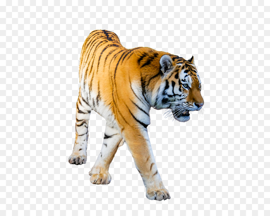 Tiger Portable Network Graphics Transparency Desktop Wallpaper Image - Tony The Tiger png download - 650*720 - Free Transparent Tiger png Download.