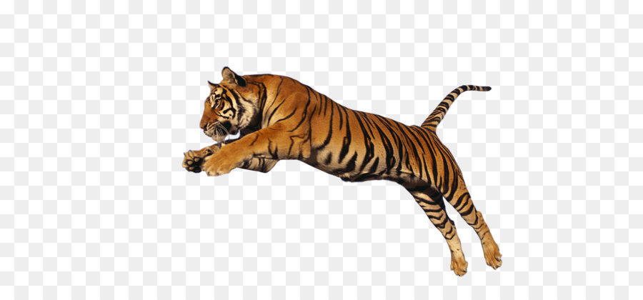 Tiger Clip art - Tiger Png Hd png download - 1024*640 - Free Transparent Jaguar png Download.