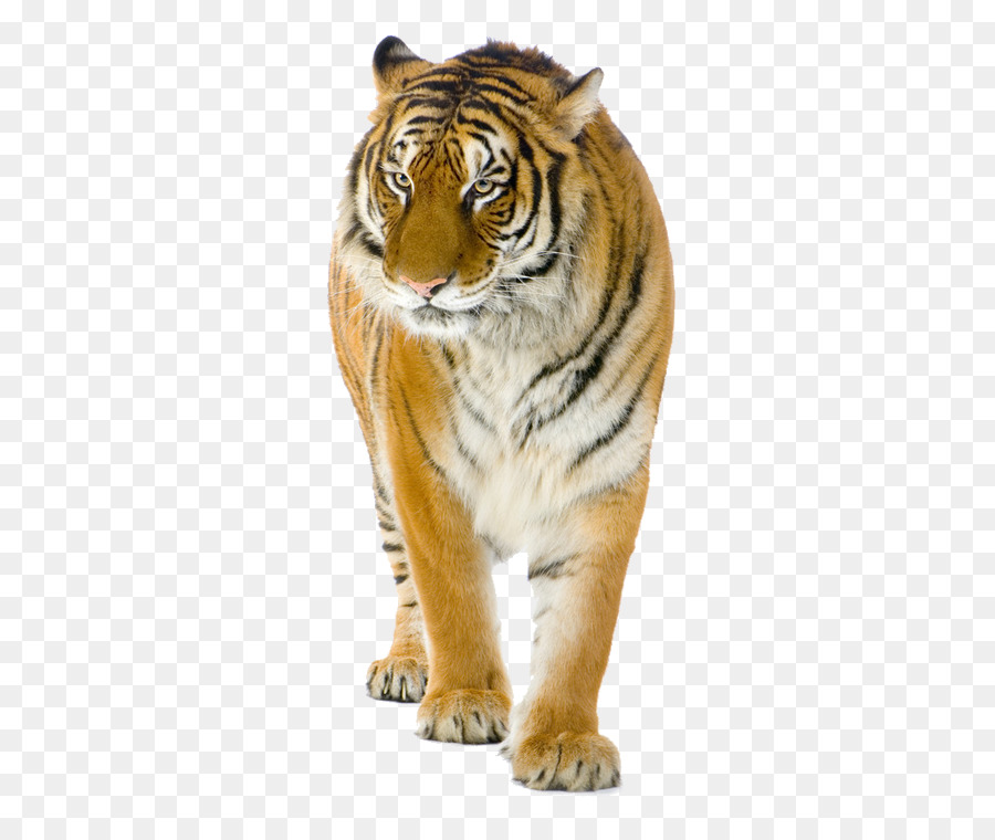 Tiger Lion Cat Stock photography - tiger png download - 750*750 - Free Transparent Tiger png Download.