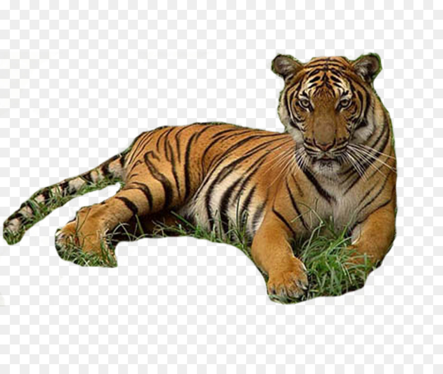 Tiger Werecat Download - tiger png download - 974*821 - Free Transparent Tiger png Download.
