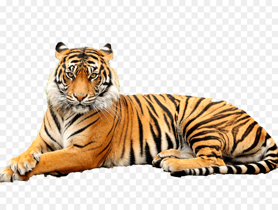 Free Tiger Transparent Background, Download Free Tiger Transparent  Background png images, Free ClipArts on Clipart Library