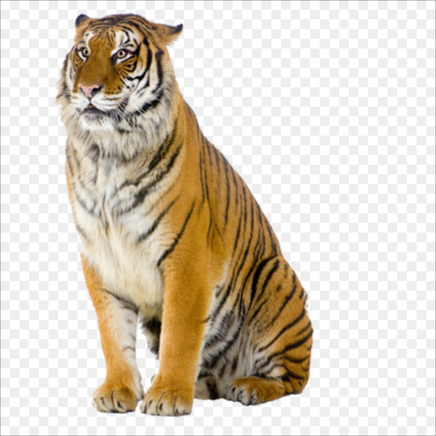 Tiger Pizza Steve Cat Stock photography - tiger png download - 1773*1773 - Free Transparent Tiger png Download.