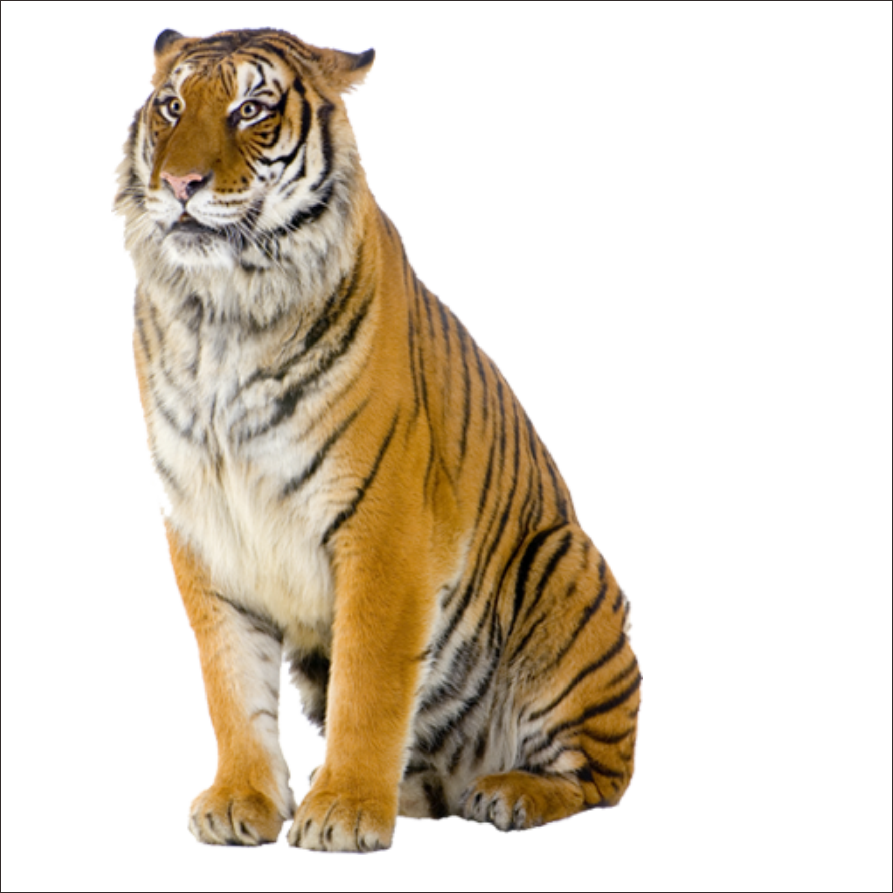 Tiger Pizza Steve Cat Stock photography - tiger png download - 1773*1773 -  Free Transparent Tiger png Download. - Clip Art Library