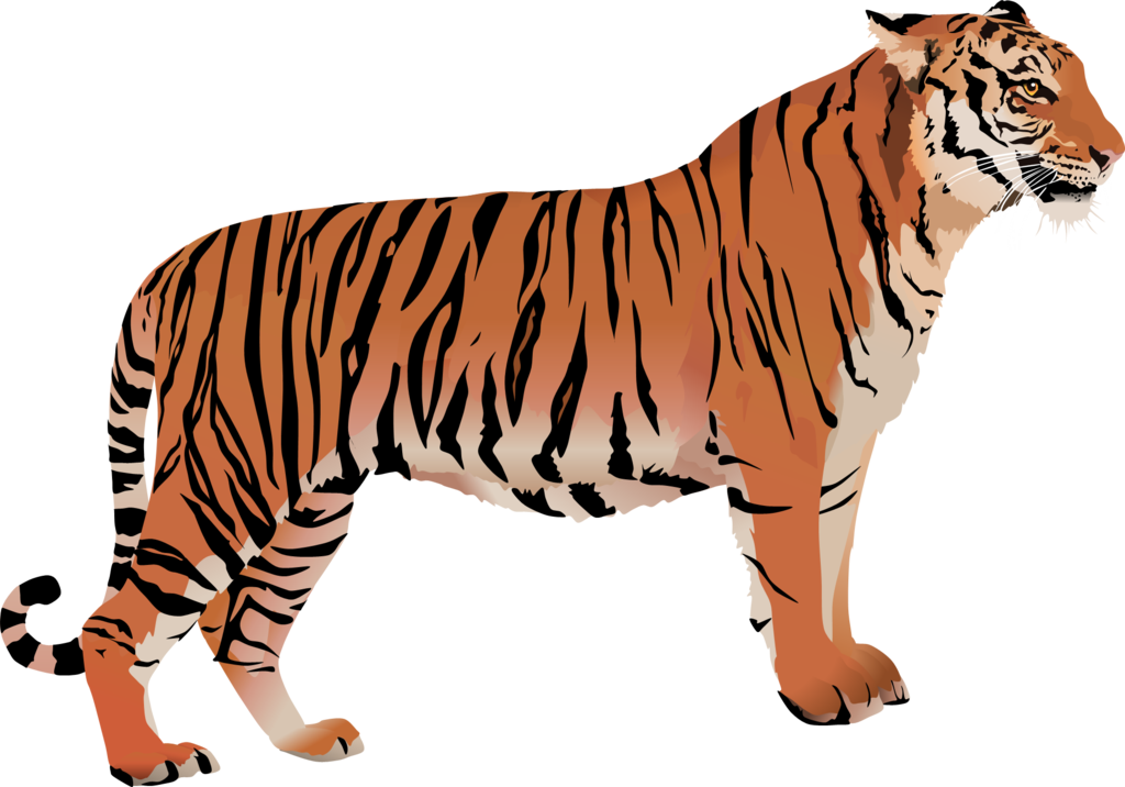 Bengal cat Bengal tiger White tiger Clip art - tiger png download -  1024*716 - Free Transparent Bengal Cat png Download. - Clip Art Library