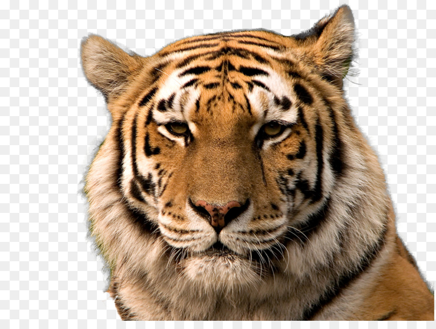Bengal tiger Siberian Tiger Golden tiger South China tiger Cat - Transparent Tiger Background png download - 1012*746 - Free Transparent Bengal Tiger png Download.