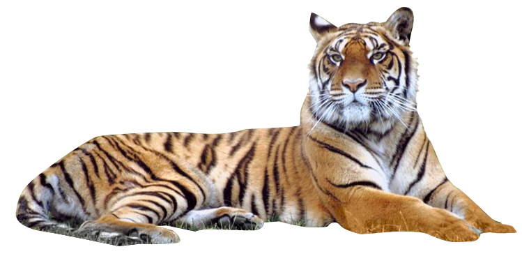 Bengal tiger Siberian Tiger - Image Transparent PNG Tiger png download ...