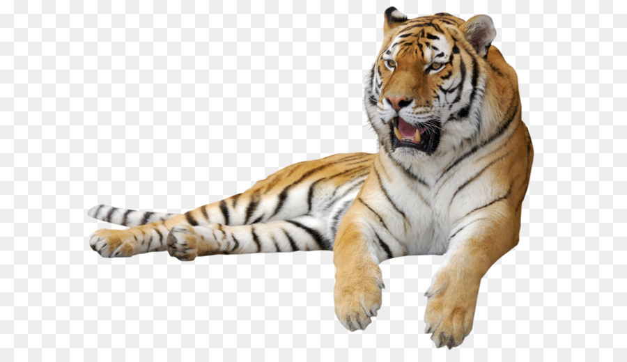 Tiger Clip art - Tiger PNG png download - 1200*938 - Free Transparent Tiger png Download.