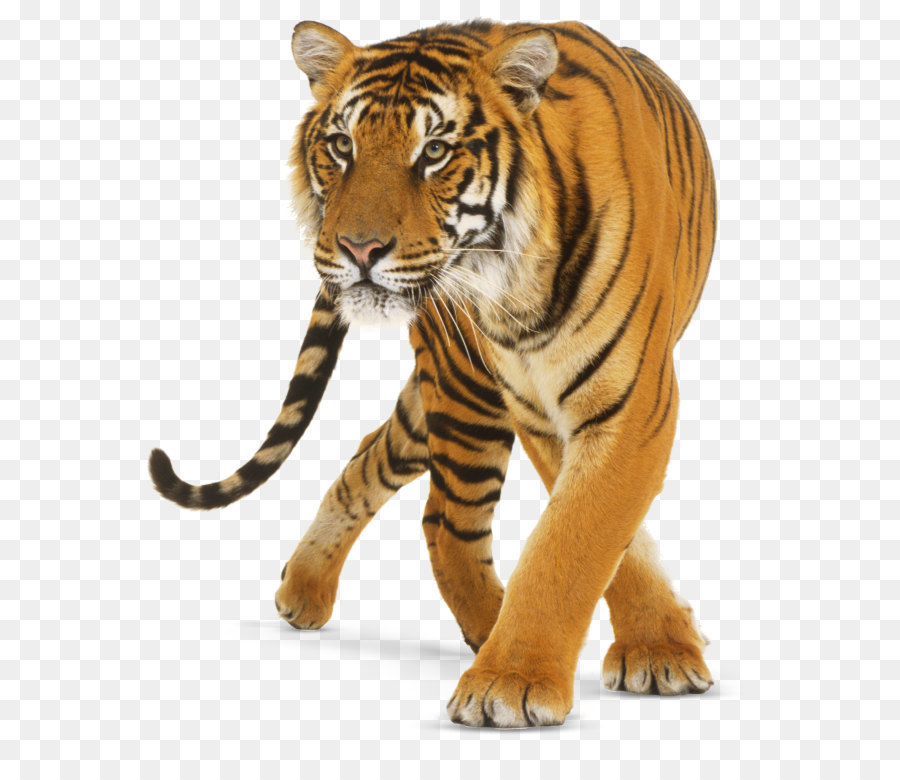 Tiger Cat - Tiger PNG png download - 640*766 - Free Transparent Jaguar png Download.