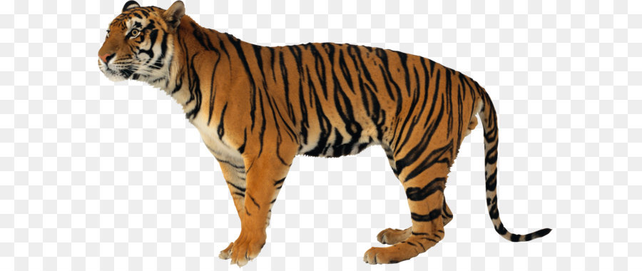 Never Scratch a Tiger With a Short Stick Watchdogs, Blogs and Wild Hogs Amazon.com Book Hardcover - Tiger PNG png download - 1949*1129 - Free Transparent Never Scratch A Tiger With A Short Stick png Download.