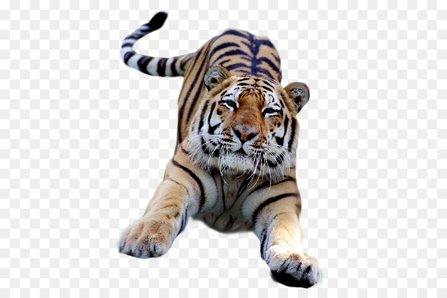 Bengal tiger Desktop Wallpaper Clip art - Photo Tiger PNG png download - 600*600 - Free Transparent Bengal Tiger png Download.