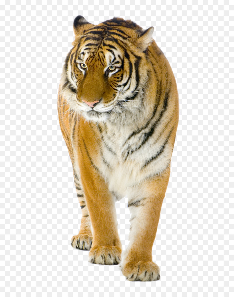 Lion Felidae Bengal tiger Stock photography - tiger png download - 701*1139 - Free Transparent Lion png Download.