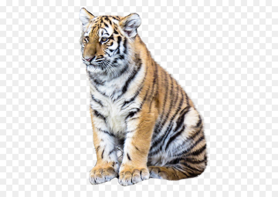 Tiger Desktop Wallpaper Clip art - tiger png download - 500*634 - Free Transparent Tiger png Download.