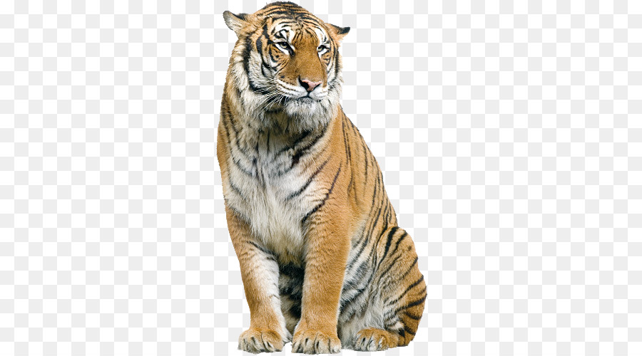 Cat Pet sitting Sumatran tiger The US Open (Golf) - Tiger PNG png download - 500*500 - Free Transparent Bengal Tiger png Download.
