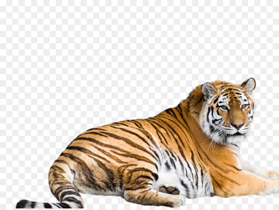 Siberian Tiger Bengal tiger Malayan tiger Sumatran tiger South China tiger - cheetah png download - 1072*804 - Free Transparent Siberian Tiger png Download.