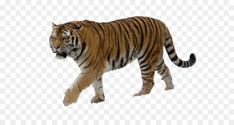 Siberian Tiger Russian Far East Bengal tiger Felidae - Tiger PNG png download - 1740*1256 - Free Transparent Siberian Tiger png Download.