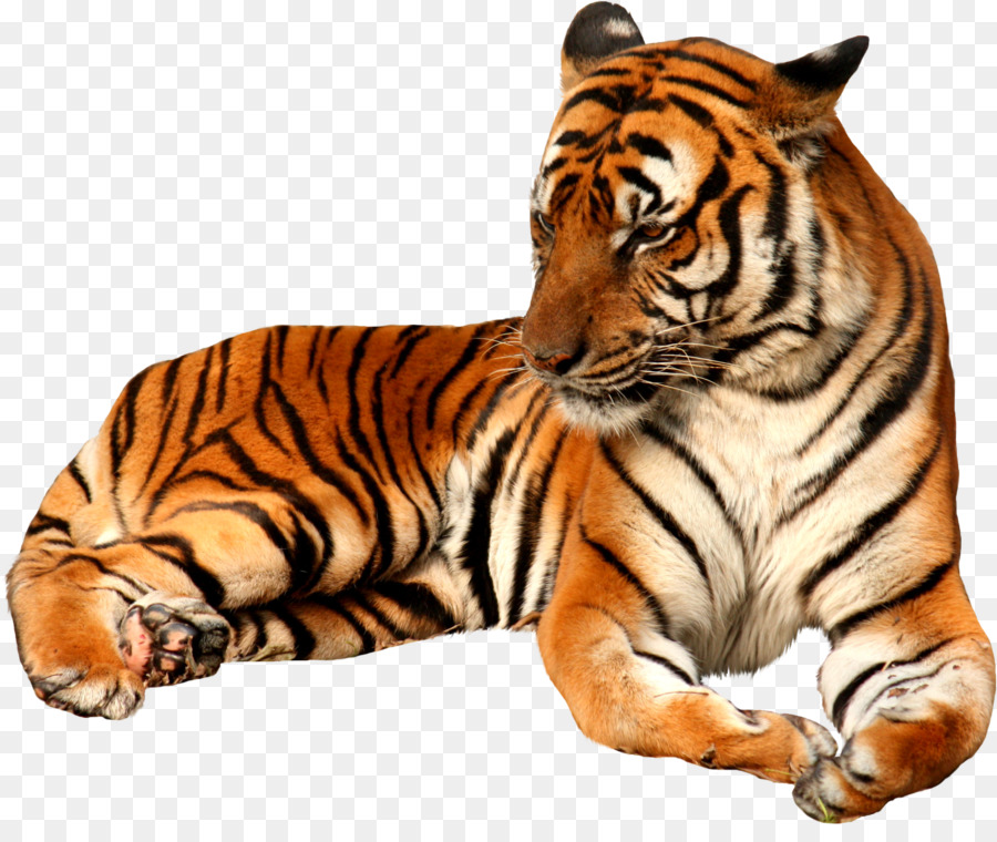 Portable Network Graphics Clip art White tiger Felidae Bengal tiger - animal png transparent png download - 2863*2369 - Free Transparent White Tiger png Download.