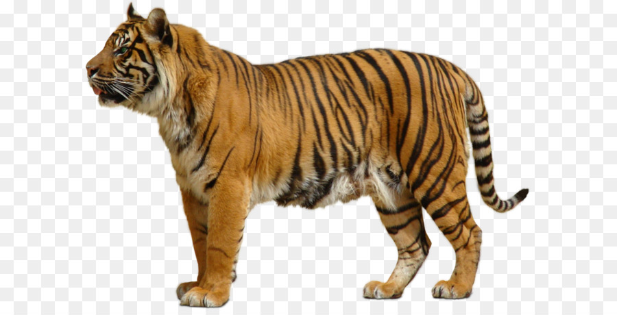 Tiger Lion - Tiger PNG png download - 900*626 - Free Transparent Bengal Tiger png Download.