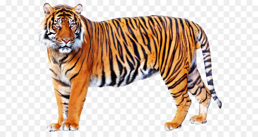Tiger Lion - Tiger PNG png download - 1024*733 - Free Transparent Lion png Download.