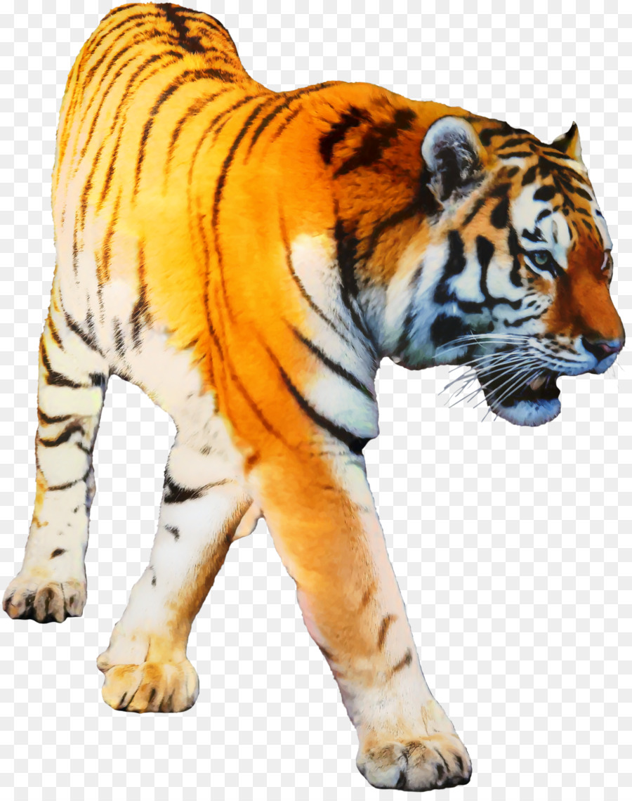 Tiger Portable Network Graphics Transparency Clip art Desktop Wallpaper -  png download - 1912*2398 - Free Transparent Tiger png Download.