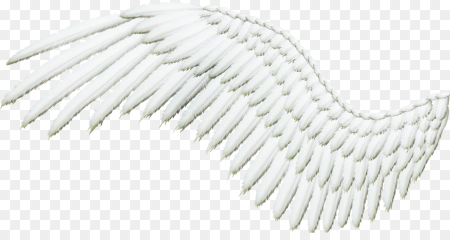 Feather Clip art - angel wings png download - 1024*530 - Free Transparent Feather png Download.