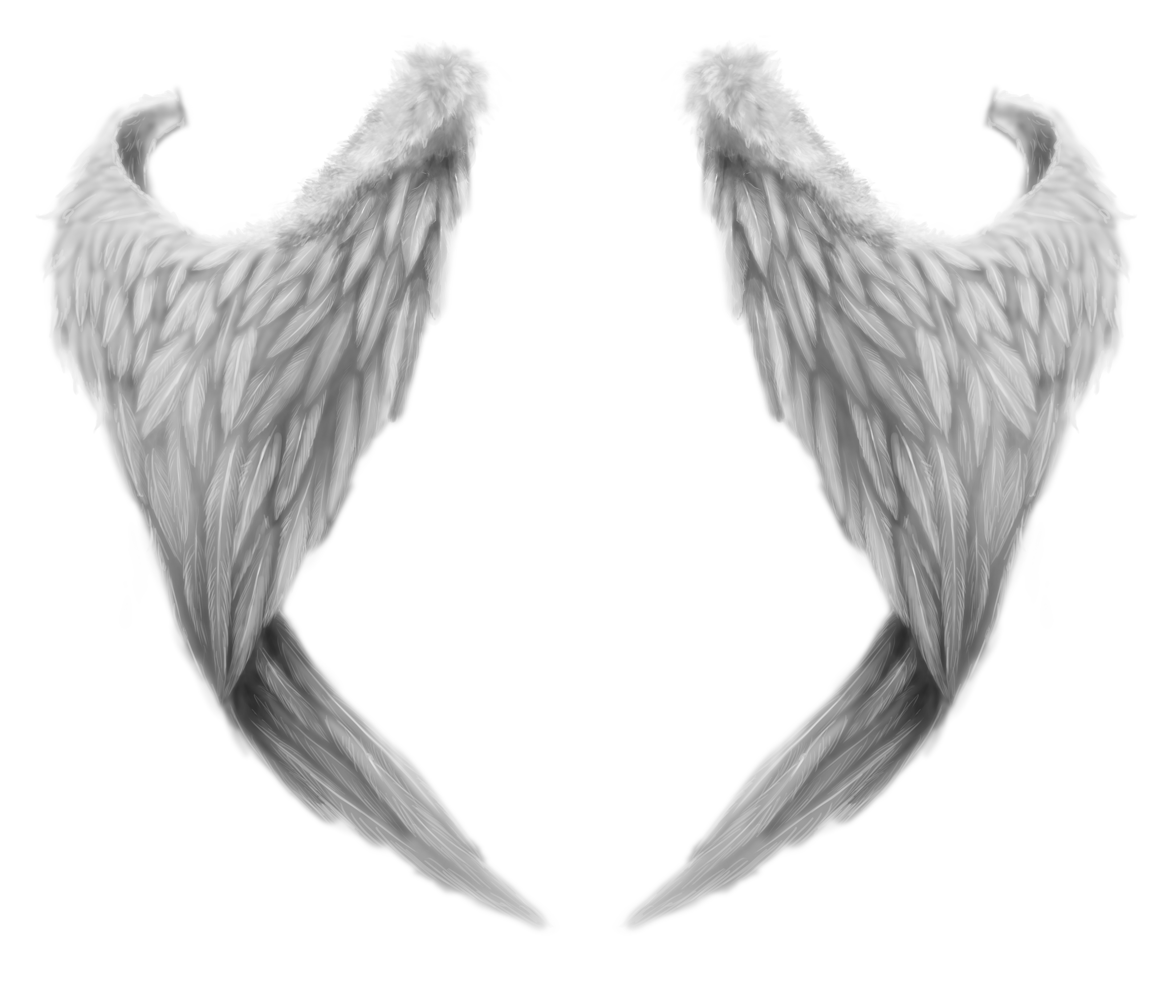 Друзей крыльев без что. Крылья ангела. Крылья ангела на прозрачном фоне. Крылья для фотошопа на прозрачном фоне. Сложенные Крылья ангела.
