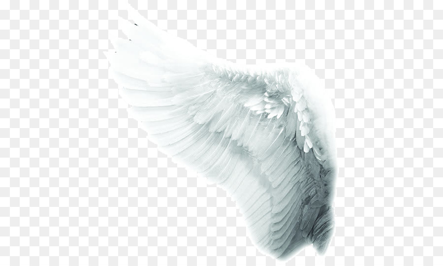 Time to Meet the Angels Mariology of the Catholic Church Co-Redemptrix - White angel wings png download - 481*537 - Free Transparent Angel png Download.