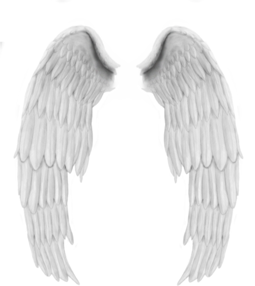 Angel wings Paper - Top Angle png download - 500*561 - Free Transparent ...