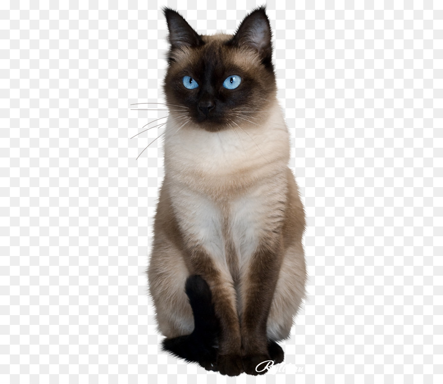 Cat Portable Network Graphics Clip art Adobe Photoshop GIF - Cat png download - 369*768 - Free Transparent Cat png Download.