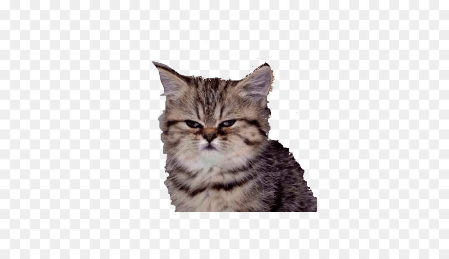 Grumpy Cat GIF Anger Gfycat - Cat png download - 512*512 - Free Transparent  png Download.