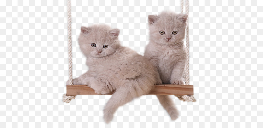 Kitten GIF Persian cat British Semi-longhair Clip art - gato.png png download - 600*430 - Free Transparent  png Download.
