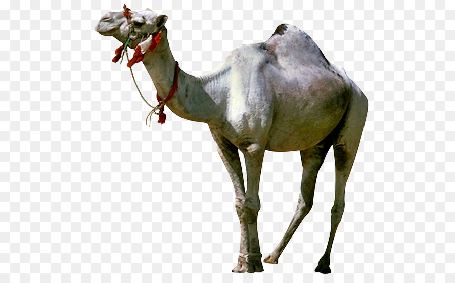 Camel GIF??????? Animated film Giphy - camel png download - 576*551 - Free Transparent Camel png Download.