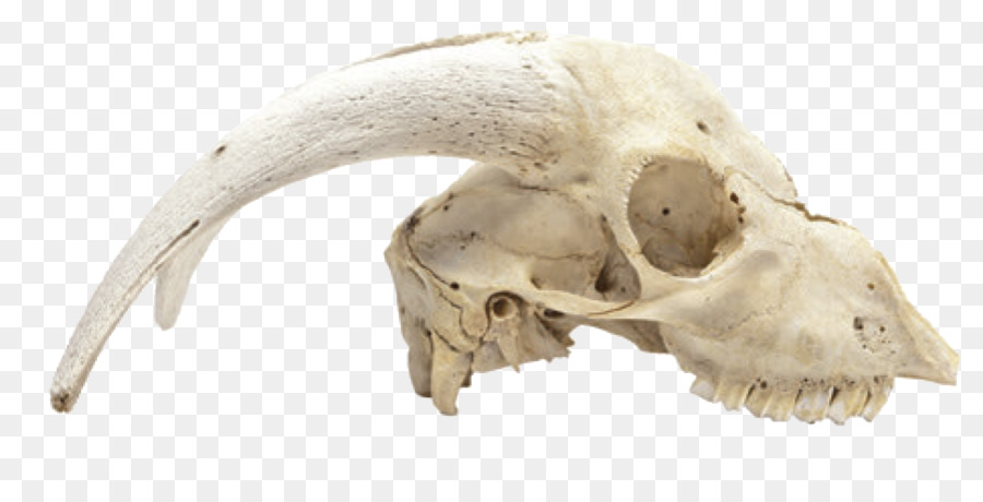 Animal Skulls Skeleton Bone - skull png download - 971*477 - Free Transparent Animal Skulls png Download.