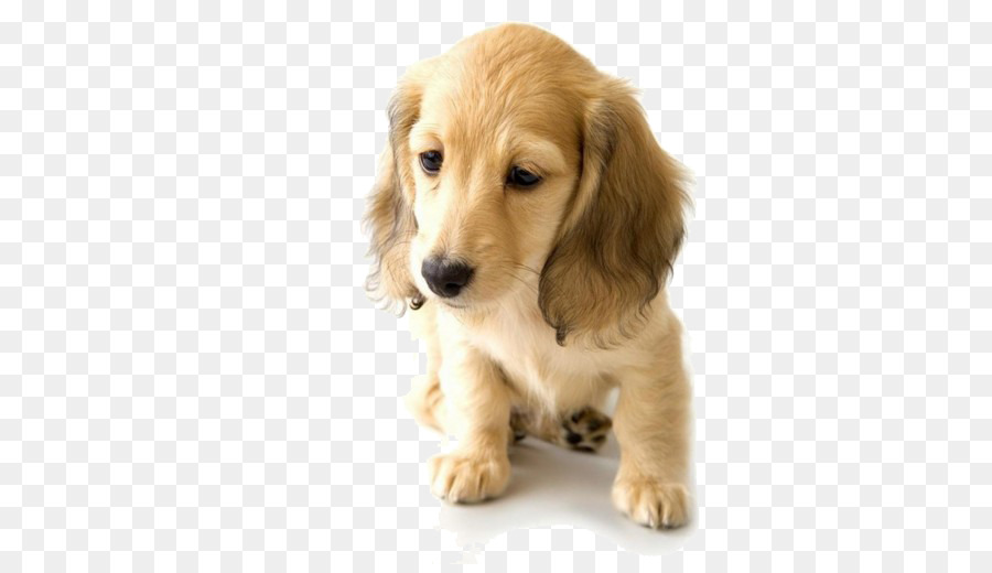 Golden Retriever Dachshund Puppy World Animal Day Pet - Sad Golden Retriever puppy png download - 820*512 - Free Transparent Golden Retriever png Download.