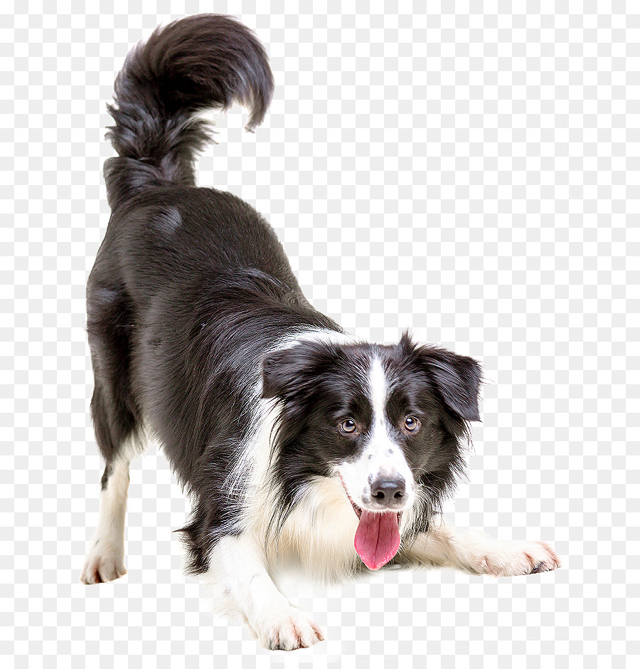 Border Collie Puppy Cat Pet Veterinarian - dogs png download - 709*931 - Free Transparent Border Collie png Download.