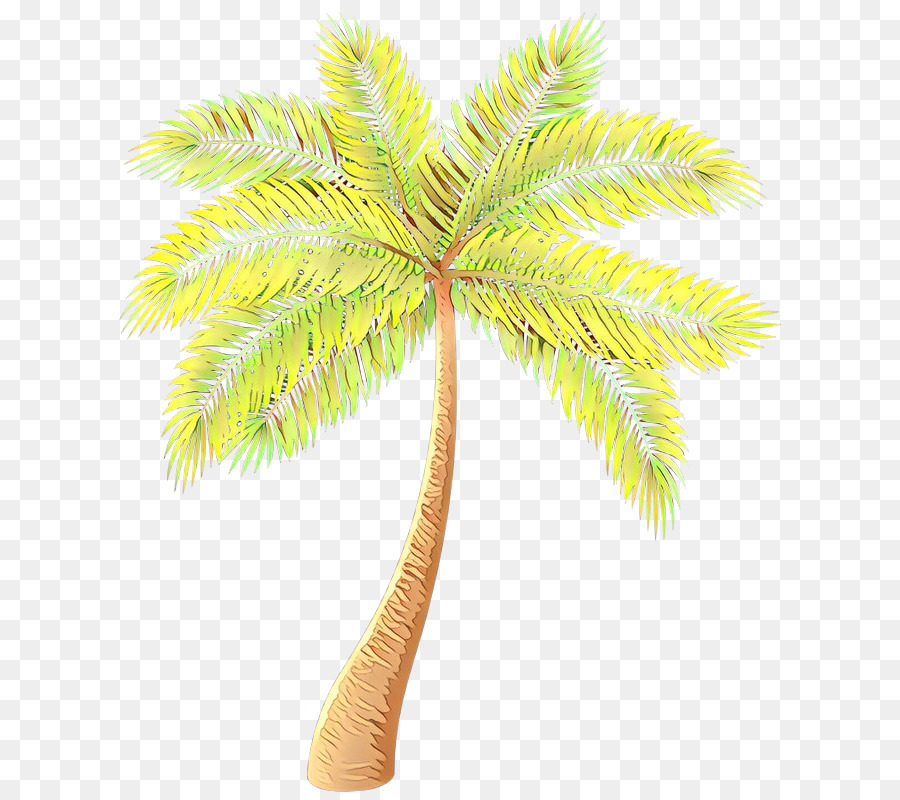 Asian palmyra palm Date palm Palm trees Coconut Plants -  png download - 684*800 - Free Transparent Asian Palmyra Palm png Download.